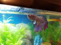 Help 2 Years Old Betta Dropsy My Aquarium Club