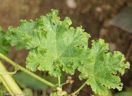 Image result for Malva verticillata