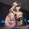 Humpback whales tend to feed by opening their mouth wide to gulp down as much prey, like fish or one expert told the cape cod times it was practically unheard of for a whale to swallow a human. 1