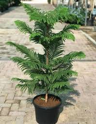 Image result for Arauk rie Araucaria