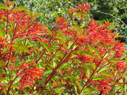 Image result for Hamelia patens