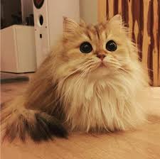 Where she was originally developed. In Case You Ve Never Seen A British Longhair Here You Go Cats