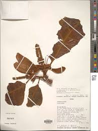 Image result for Terminalia mollis