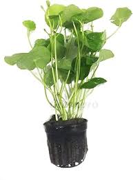 Image result for Hydrocotyle mannii