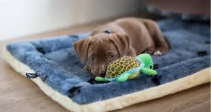 My Puppy Has Diarrhea With Blood In It Petcoach