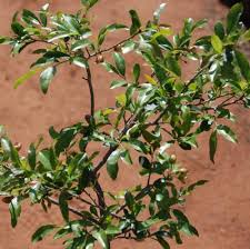 Image result for Ochna pretoriensis