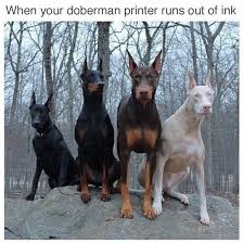 25 Pics Funny Dog Memes To Cheer You Up On A Bad Day Lovely Animals World Cute Animals Funny Dog Memes Dog Memes