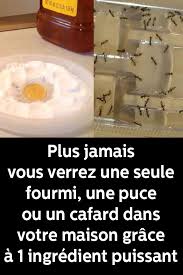 Plus Jamais Vous Verrez Une Seule Fourmi Une Puce Ou Un Cafard Dans Votre Maison Grace A 1 Ingredient Puissant Produit Anti Cafard Trucs Et Astuces Cafards