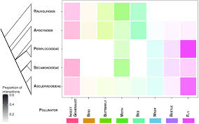 Image result for Apocynaceae subfamilies Asclepiadoideae and Secamonoideae