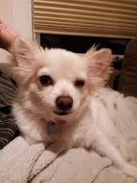 Close up at face, worry and concern looking. White Center Now The Blog About White Center Pets