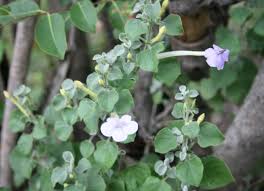 Image result for Barleria heterotricha