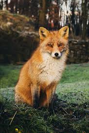 Maybe you would like to learn more about one of these? Baby Fox Pictures Download Free Images On Unsplash