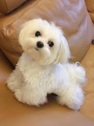 Send Me This Maltese Please Maltese Puppy Maltese Dogs Cute Puppies