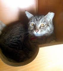 Gracie Cat Rescued In Afghanistan Finds Her Soldier Cats Cat Rescue I Love Cats