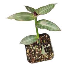 Image result for tbn:HNtrRnQBmFuaxM::www.bluechopsticks.com/img_large/800CC_0805S1015.jpg