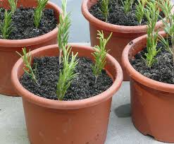 Per limitare le sostanze chimiche, vengono favoriti metodi fisici (come le basse temperature o l'atmosfera modificata) e metodi ammessi nella coltivazione biologica. Aromatiche Quando Raccoglierle E Come Essiccarle One Giardinaggio