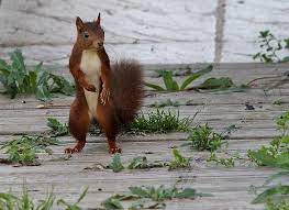 rode eekhoorn van vroegevogels squirrel little critter chipmunks