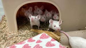 In einer wohnung in essen ist das veterinäramt auf über 500 mäuse gestoßen. Tierheim Um Hilfe Gerufen Munchner Lebte Mit 400 Mausen In Wohnung Regional Bild De