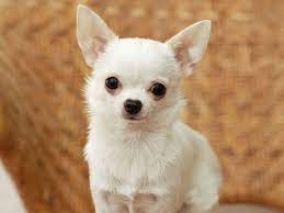 Pin By Lori Terin Harper On Chi Buddies Chihuahua Breeds Best Small Dogs Cute Chihuahua