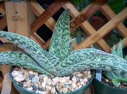 Image result for Selago dinteri