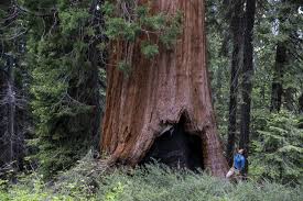 The coast redwood is the largest tree in the world. Conservation Group Raises 16 Million To Buy 530 Acre Giant Sequoia Grove For Preservation Intelligent Living