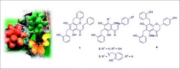 Image result for Uvaria tanzaniae