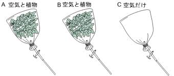光合成 蒸散 呼吸