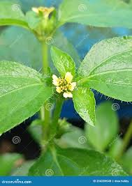 Image result for Synedrella nodiflora