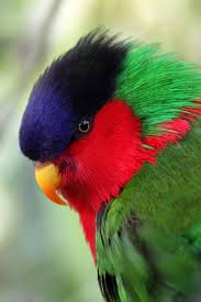 Green Bird With Red Ring Around Neck The Official Website Of Tourism Fiji Pet Birds Animals Beautiful Beautiful Birds
