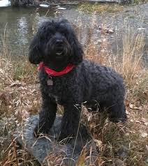 Portuguese Water Dog Breed Information And Pictures