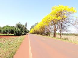 ipe amarelo agricultura ipe lavoura
