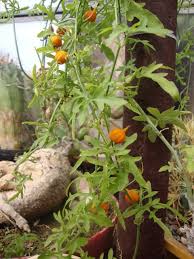 Image result for Kedrostis africana