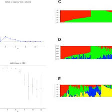 Image result for Sphenostylis briartii