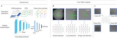 Ceramic box with lid steps of mitosis. Modular Deep Learning Enables Automated Identification Of Monoclonal Cell Lines Nature Machine Intelligence