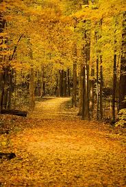 Down The Autumn Path Autumn Scenery Forest Preserve Scenery