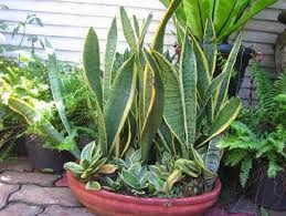 Selain membersihkan udara, tanaman pakis ini pun memiliki kemampuan untuk melembabkan udara di sekitar. Cara Menanam Lidah Mertua Tanaman Pembersih Udara Di Rumah Dengan Mudah Faunadanflora Com