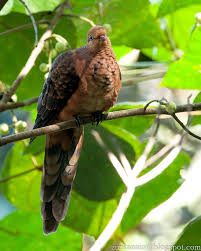 Menjual terkukur dengan baka terbaik. Terkukur Shefalitayal