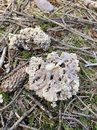 Image result for Clavulina cinerea