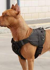 shlejka dlya sobak 50 foto kak pravilno nadet ee na sobak krupnyh srednih i melkih porod kak vybrat shlejku