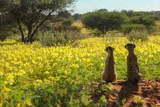 Image result for Tribulus zeyheri