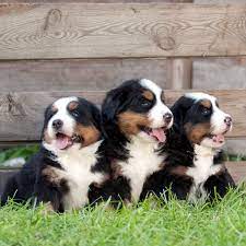 Puppyfinder.com is proud to be a part of the online adoption community. Bernese Mountain Dog Vs Labrador Retriever Breed Comparison