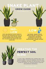 Snake Plant Care Florally Snake Plant Snake Plant Care Plants