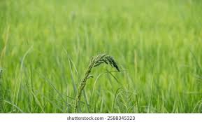 Image result for Echinochloa crus-pavonis
