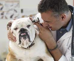 A female cat spay is generally fifteen to twenty. Certificate Program Veterinarian Signup Information Friends Of Animals