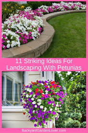 Petunias Can Add Some Beautiful Color To Your Landscape Here Are Some Ideas For Landscaping With Petunias Landsca Flower Landscape Landscaping Tips Petunias
