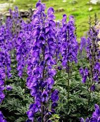 Monk S Hood Wolfs Bane Aconitum Napellus Perennial Blue Etsy Monkshood Perennials Delphinium Plant