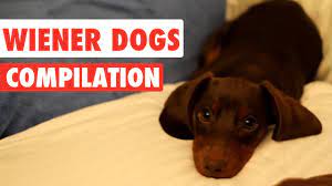 Wiener Dogs Video Compilation 2017 Youtube