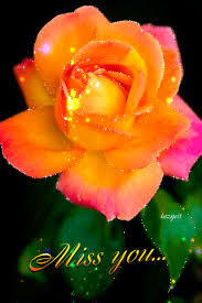 We did not find results for: Decent Image Scraps Miss You Animation Beautiful Rose Flowers Beautiful Flowers Beautiful Roses