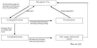 forests and climate change