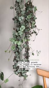 Image result for Ceropegia stenifolia